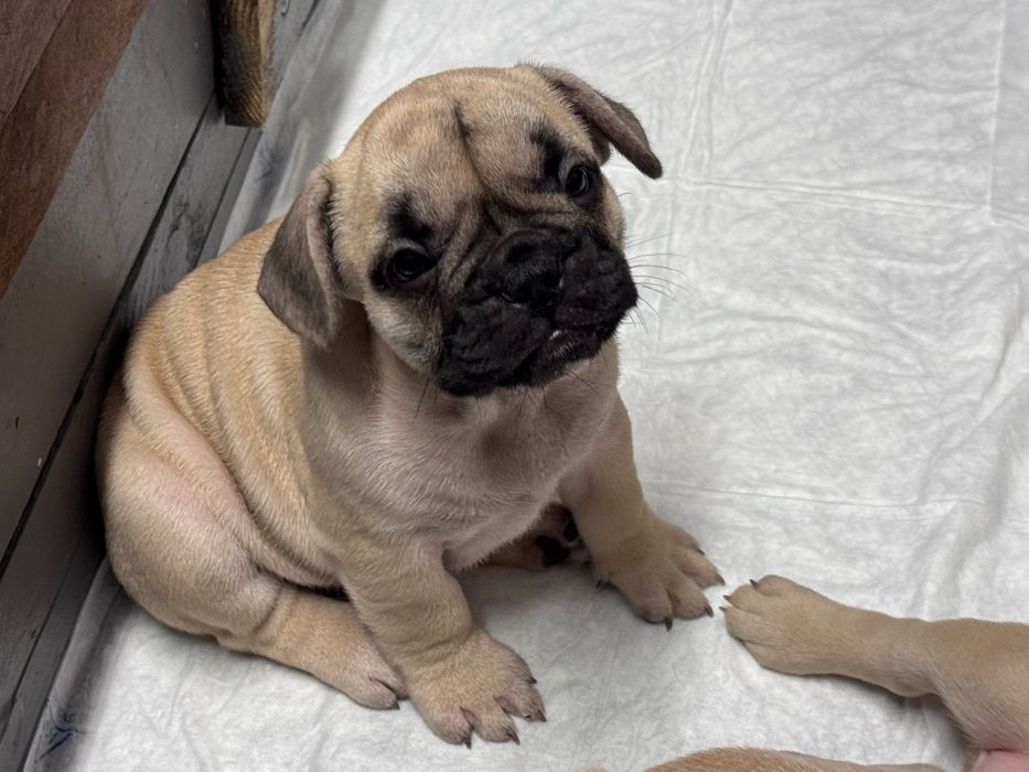 Buldogue Francês Premium  beleza, saúde e temperamento perfeitos