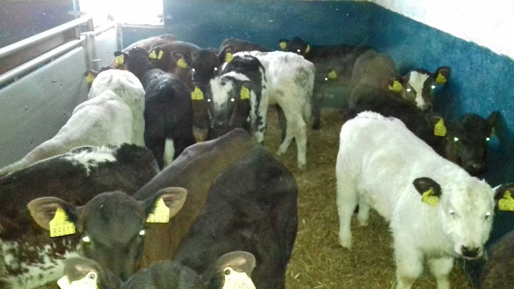 Cielaki MM, MS, SM, byczki, jałówki, jałówki i byczki HF RW, dowóz