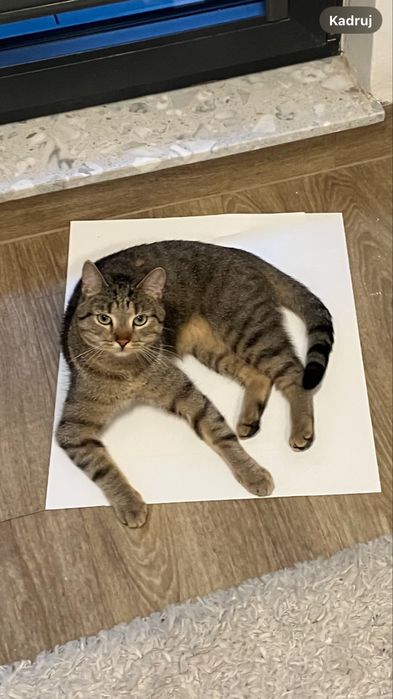 ZAGINĄŁ KOT!! KRAKERS, Kurza Góra/ Kościan