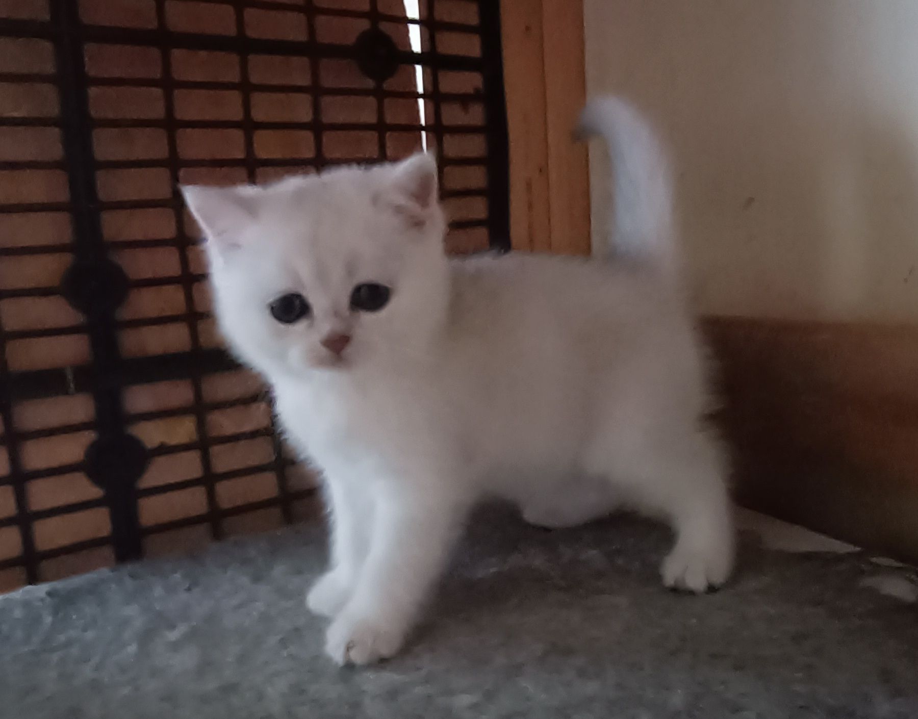 British Shorthair macho