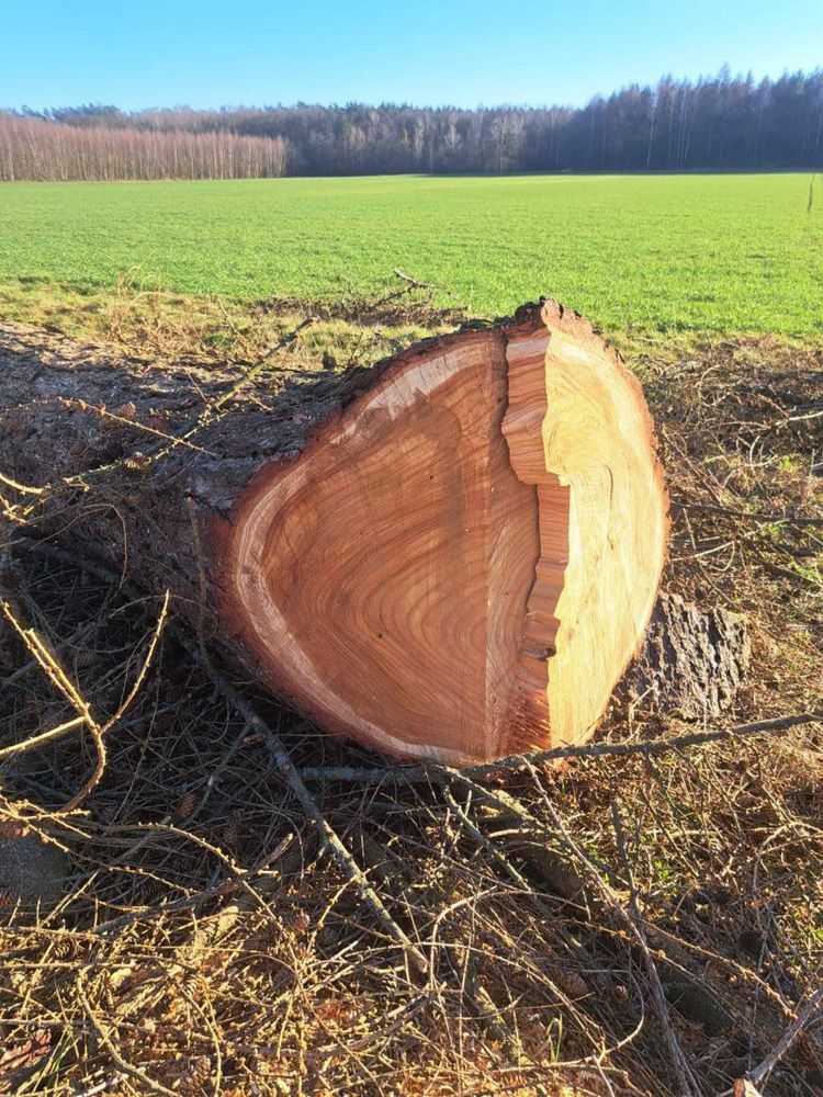 Kłoda, modrzewia, grube tartaczne, kłoda dębu tartacznego