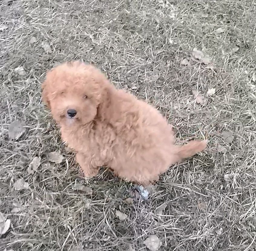 Хлопчик мальтипу 3 міс