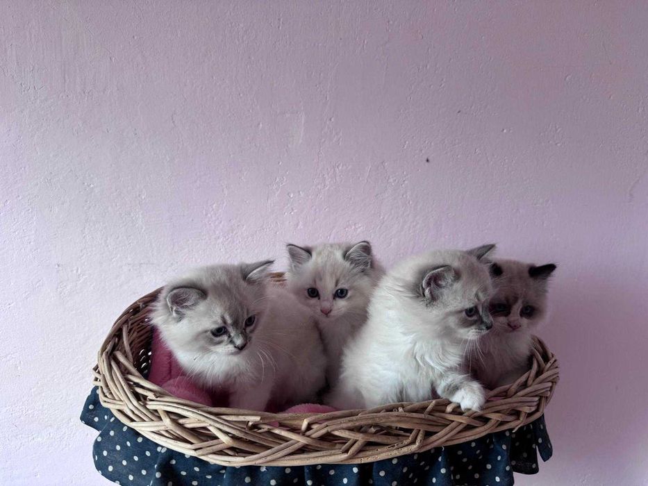 Kociaki ragdollki