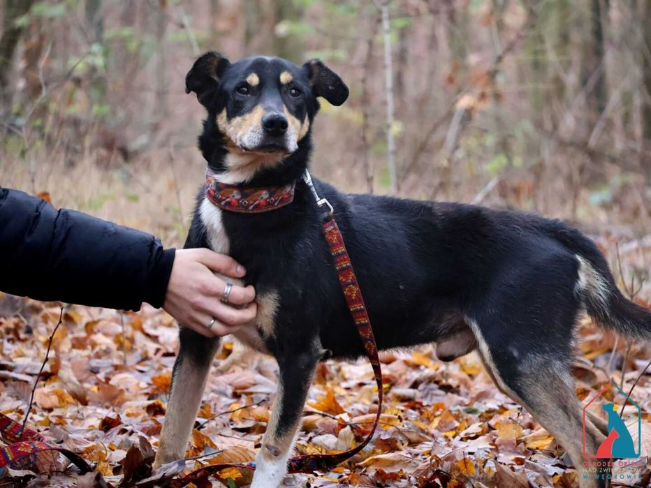 Wyjątkowo oddany - uwielbia ludzi, inteligentny, lubi spacerować