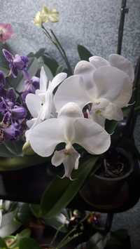 Орхидея Биг лип белый