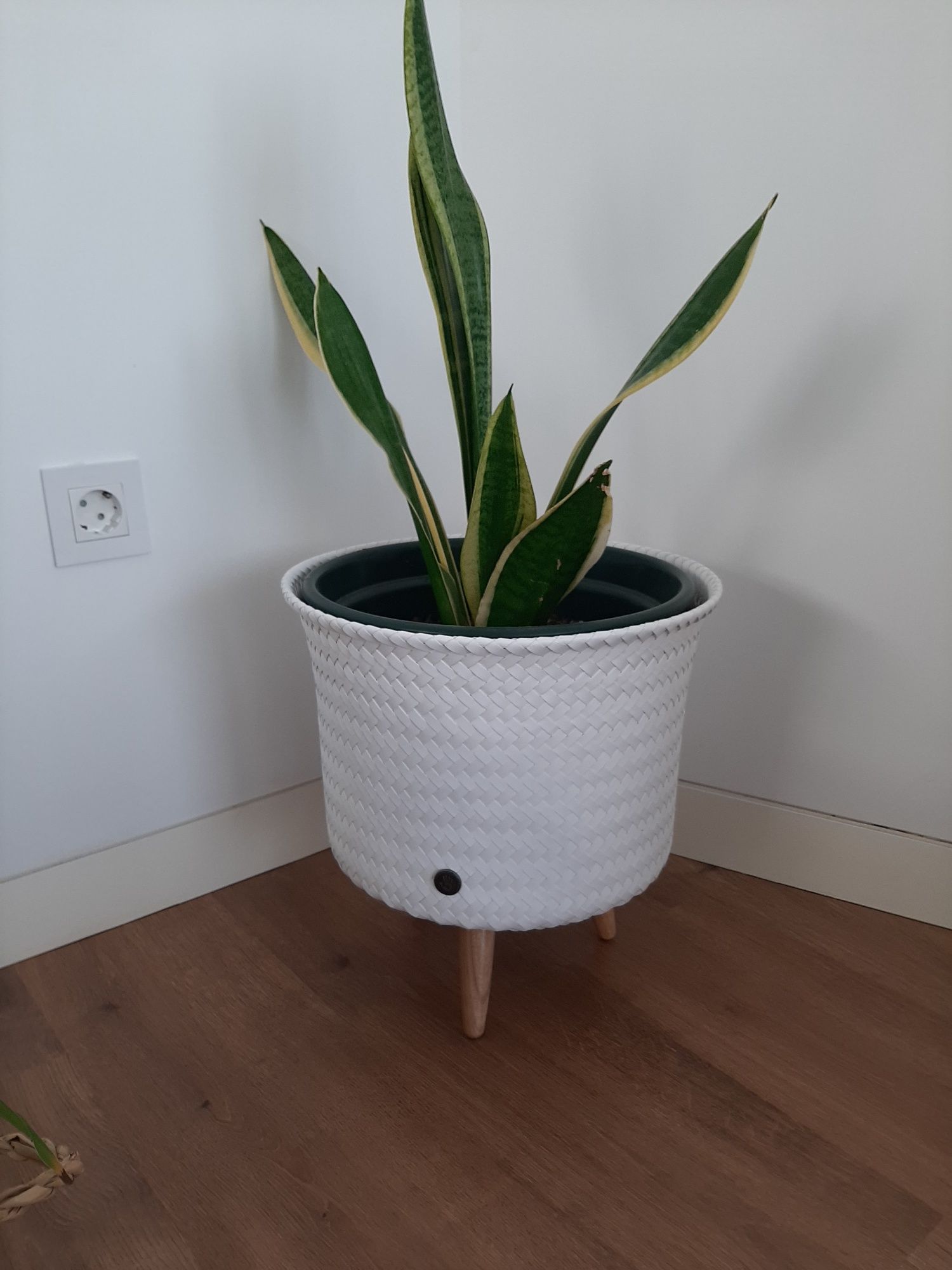 Vasos interior/exterior (5€ cada)