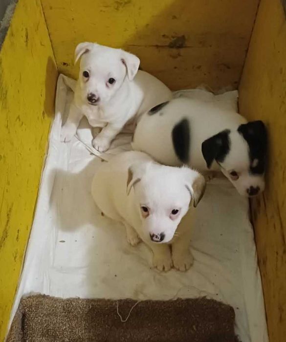 Sliczne szczeniaki oddam