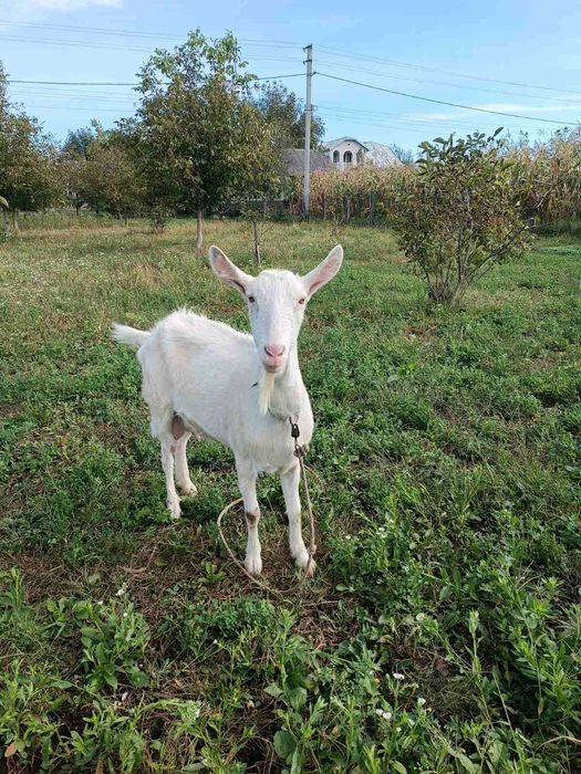Продаються кози білі
