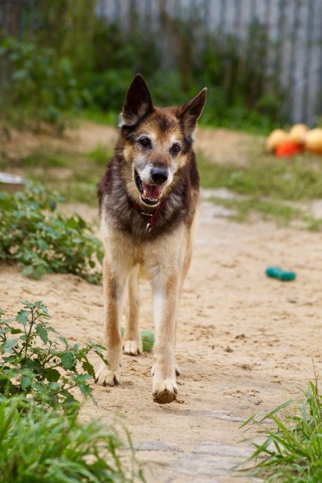 Bruno- łagodny i poczciwy staruszek do adopcji