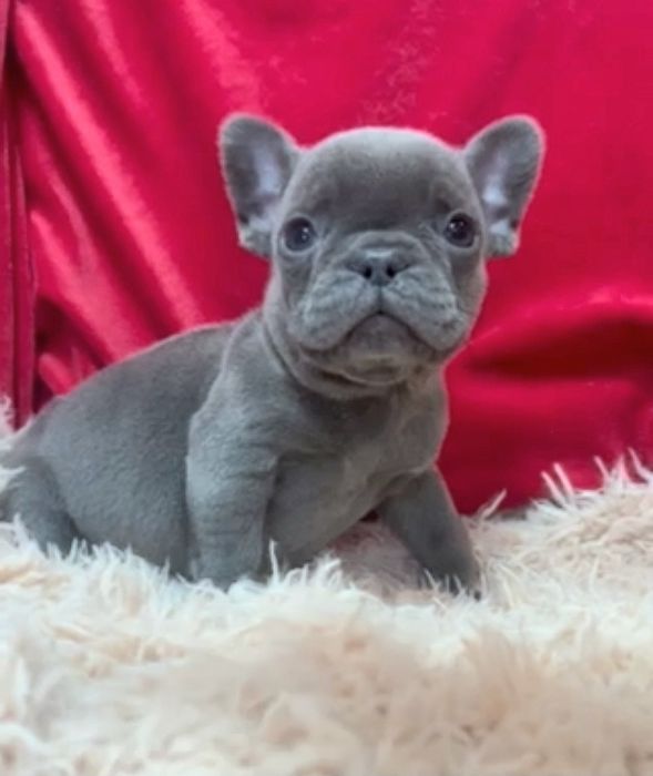 Девочка голубая без тигры