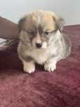 Welsh Corgi Pembroke, rudo-biala suczka FCI, ogonek krotki