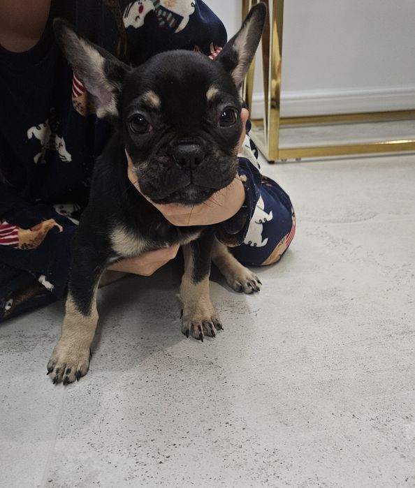 Buldog francuski suczka