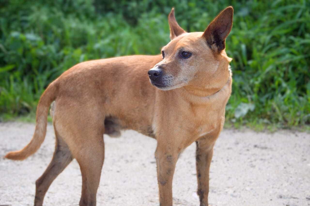 Tobias - cão pequeno para adoção
