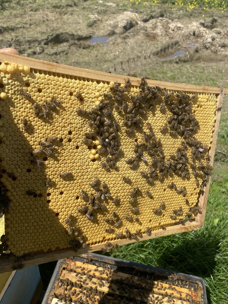 Matki pszczele unasienione na pasieczysku na 2024 r