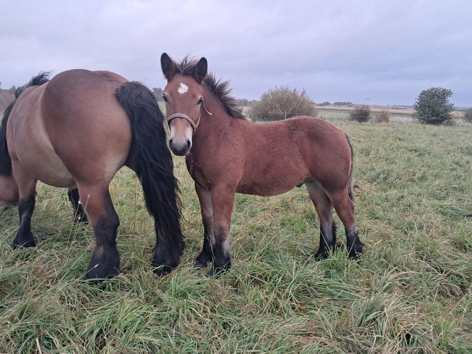 Sprzedam ogierka arden Polski  Blorino