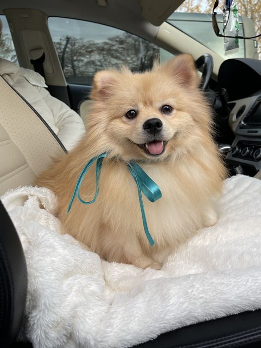 Ексклюзивні хлопчики Померанські шпіци з ідеальним характером