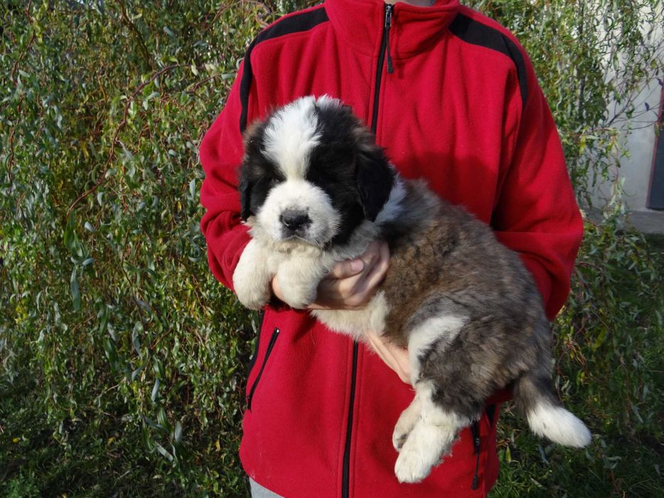 Moskiewski Pies Stróżujący Rodowód -nie Bernardyn