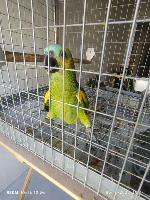 Aestiva para acabar de criar a mão