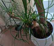 Planta grande pata elefante