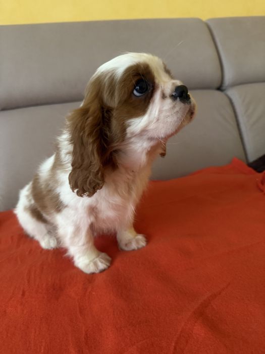 Cavalier King Charles Spaniel piekny piesek
