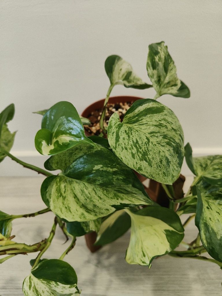 Manjula pothos // planta interior