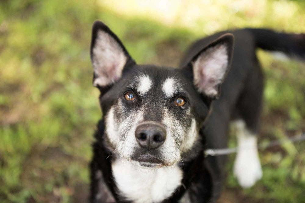 Lays - parówczan miłości do adopcji