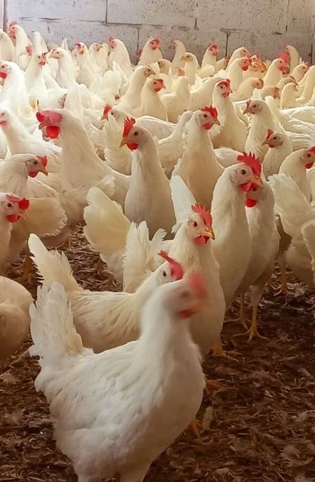 Kury Leghorn 23tyg Leghorny z jajkiem  Nioski