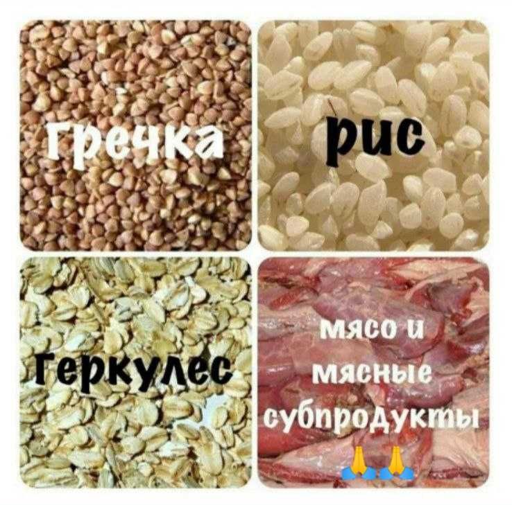 Допоможіть нагодувати голодних собачок та котиків