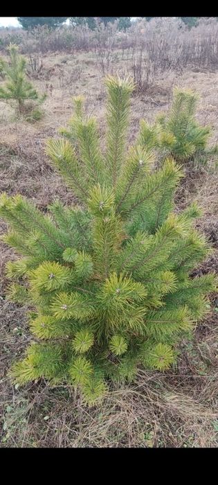 Продам саджанці сосни звичайної