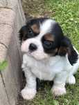 Cavalier King Charles Spaniel