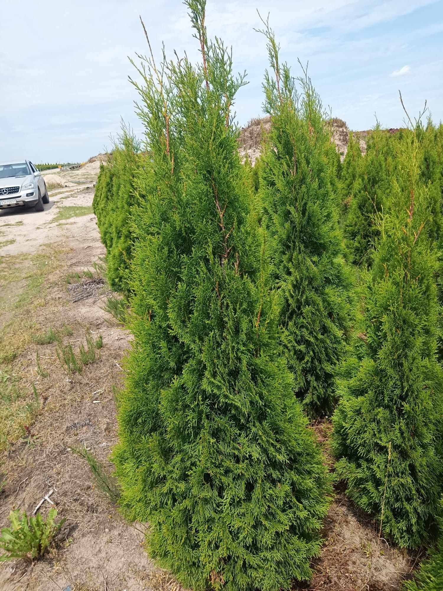 Tuja tuje thuja szmaragd brabant