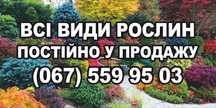 Растения для ландшафта, саженцы, цветы, петуния продажа, сотрудничеств