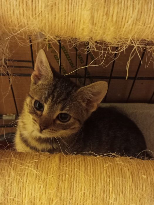 Mała kotka szuka domu niewychodzącego