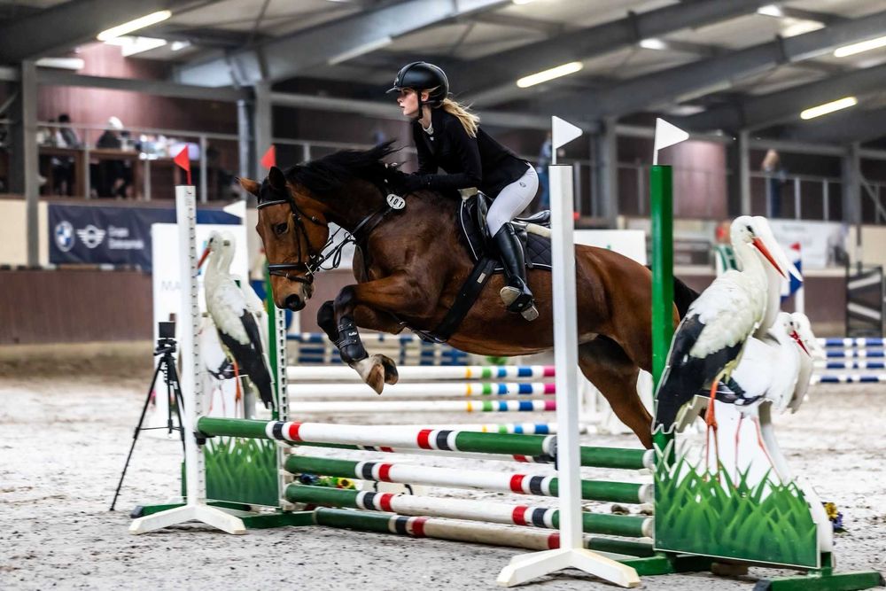 Klacz doświadczona w sporcie