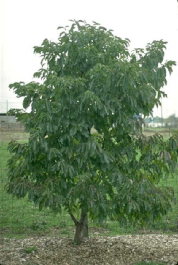 HURMA AMERYKAŃSKA KAKI Diospyros - sadzonki w don. UNIKAT