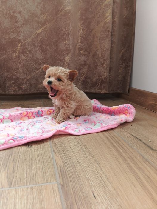 Maltipoo - suczka