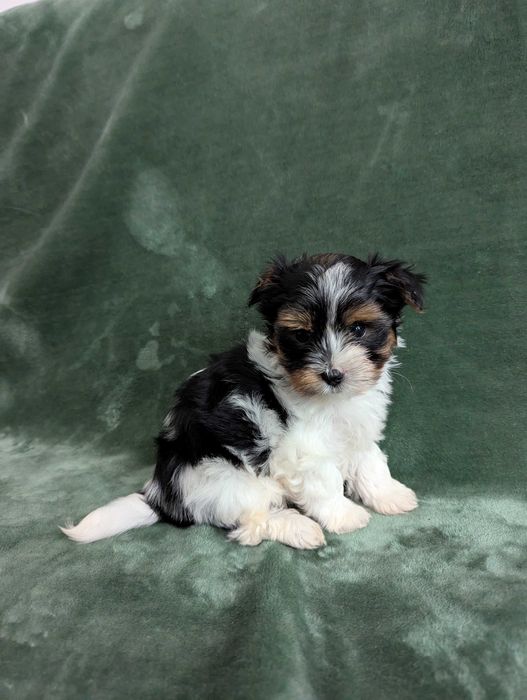 Piesek Yorkshire Terrier Biewer