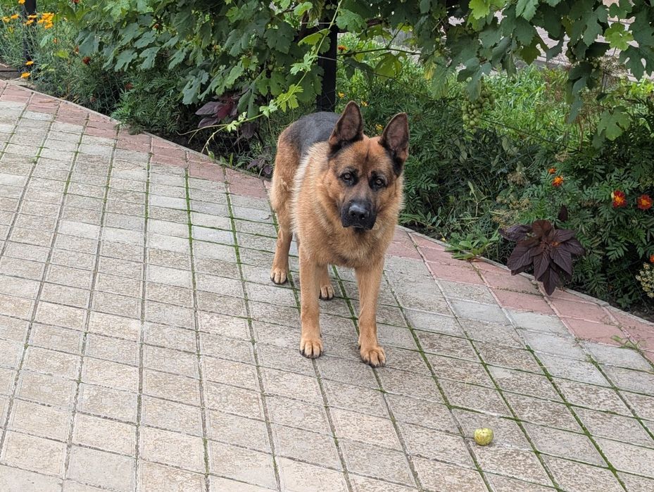 Віддам пса в добрі руки.