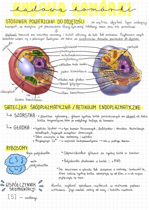 Notatki biologia matura - Notatki maturalne biologia 2025