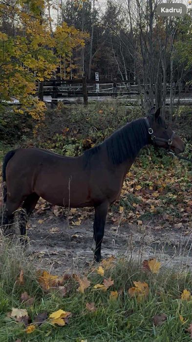 Ogier arabski szuka swojego człowieka