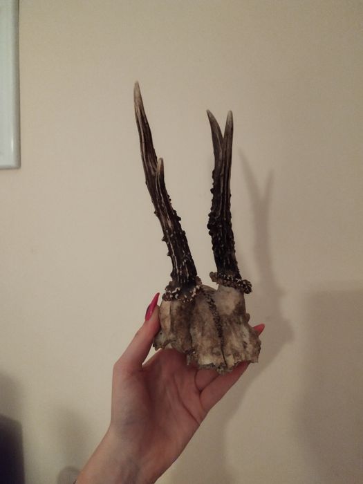 Czaszka jelonek z porożem mini