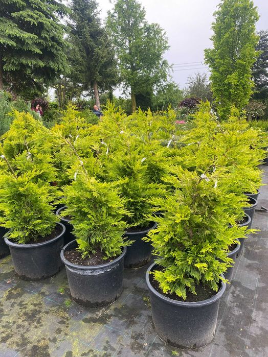 Cyprysowiec Leylanda Gold Rider