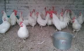 Курка несучка 80 грн