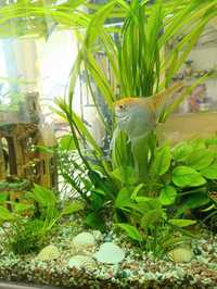 Обмен аквариумных растений, сомиков