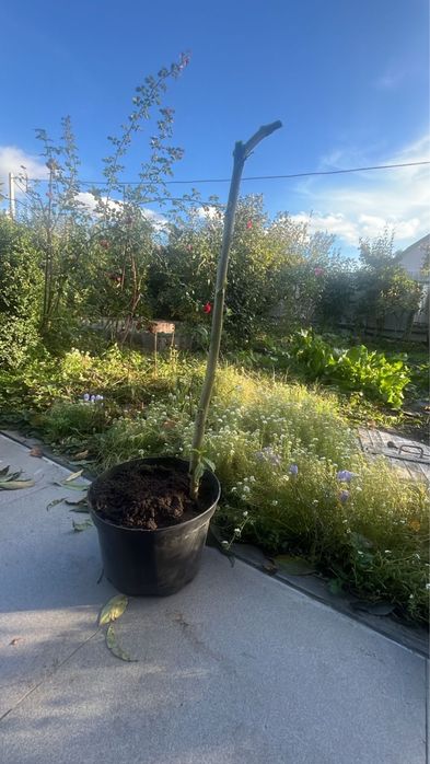 Бругмансія 1метр