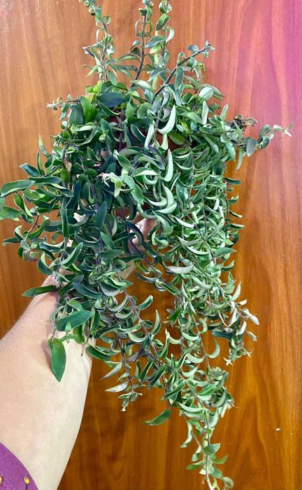 Aeschynanthus Twister