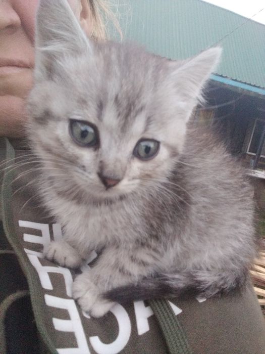 Котенок  в добрые руки