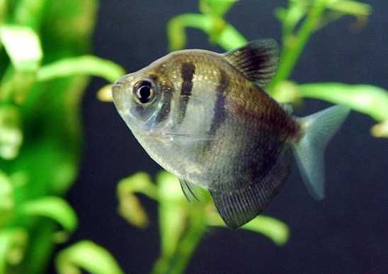 Rybki do akwarium - Tetra Żałobniczka czarna