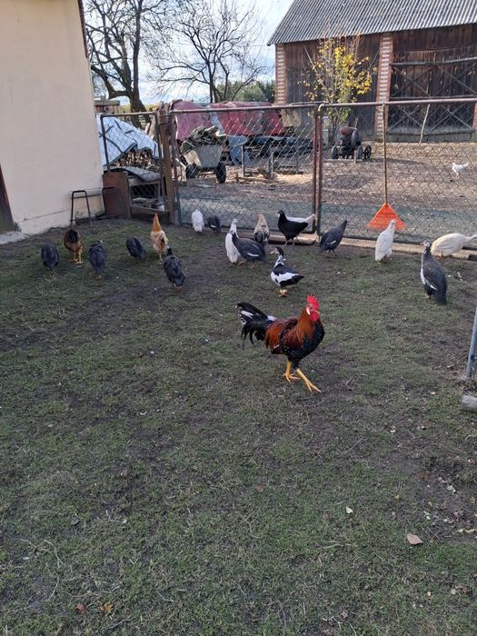 Perliczki tegoroczne i koguty włoszki