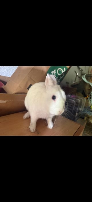 Cudowny samczyk o kochanym charakterze